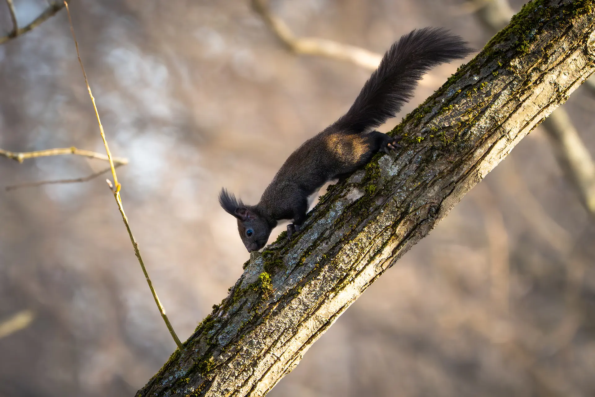 Wejście do karpackiego dworku od strony ogrodu oraz dwa rozłożone leżaki