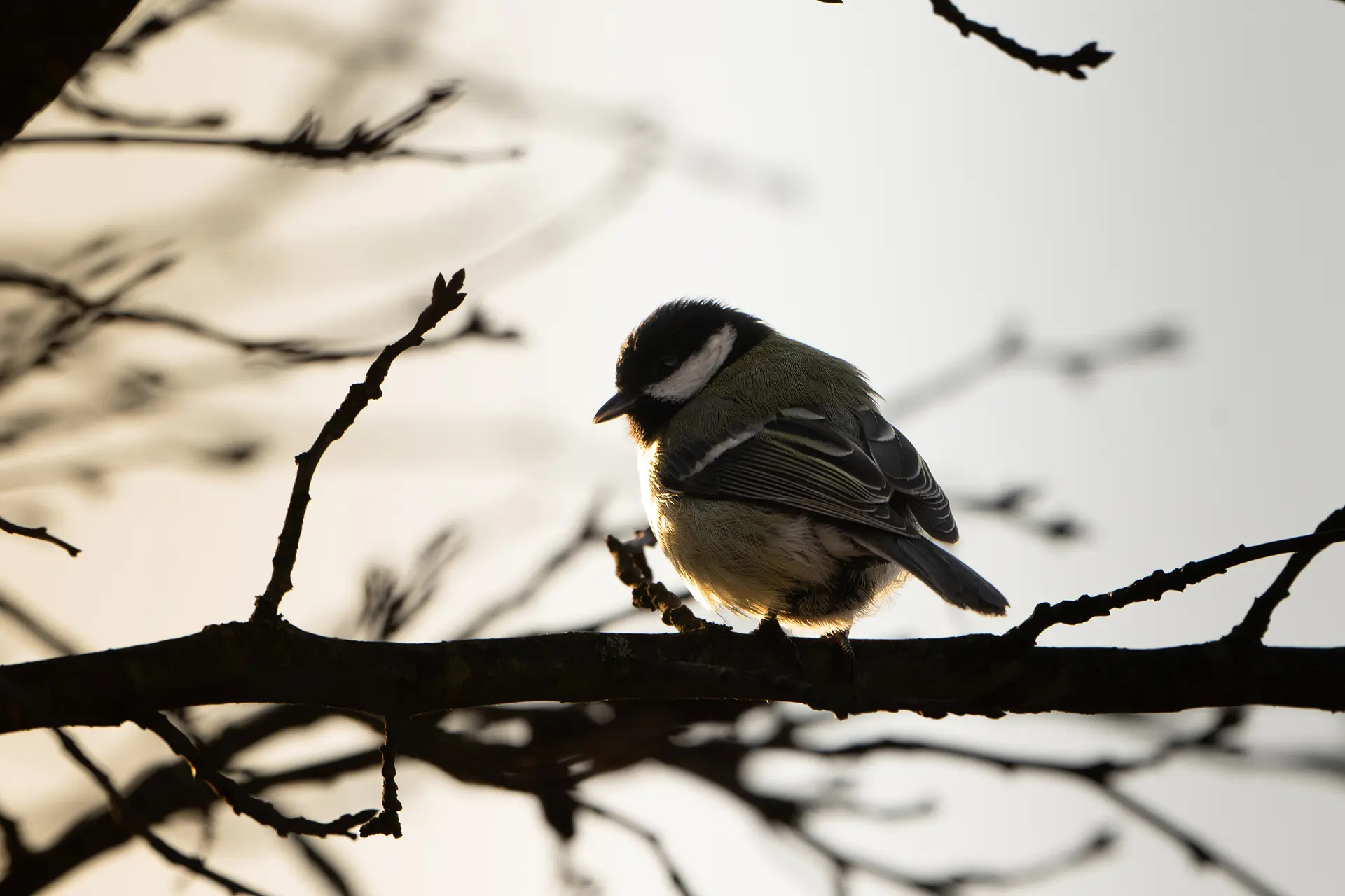 Wejście do karpackiego dworku od strony ogrodu oraz dwa rozłożone leżaki