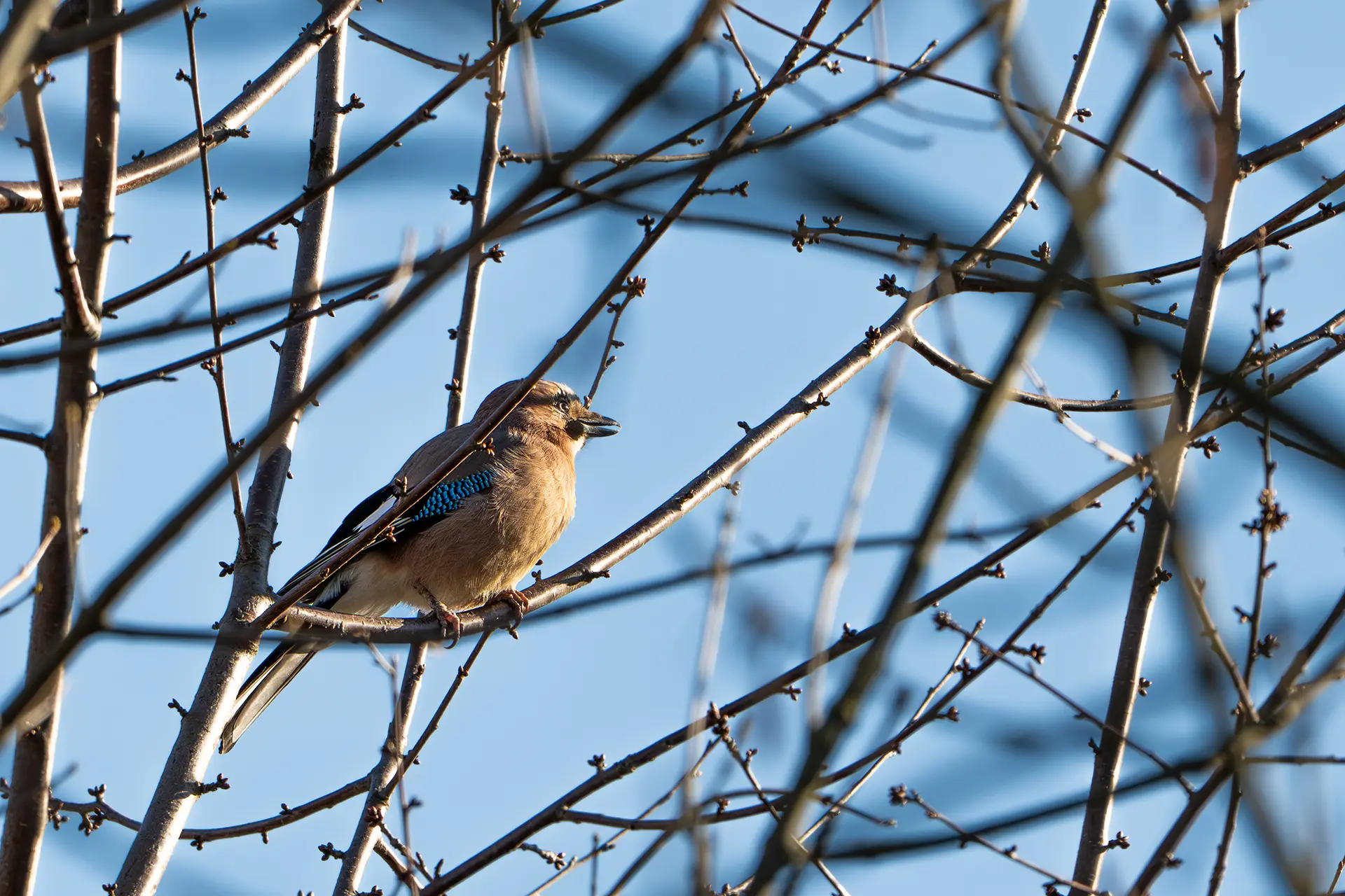 Wejście do karpackiego dworku od strony ogrodu oraz dwa rozłożone leżaki