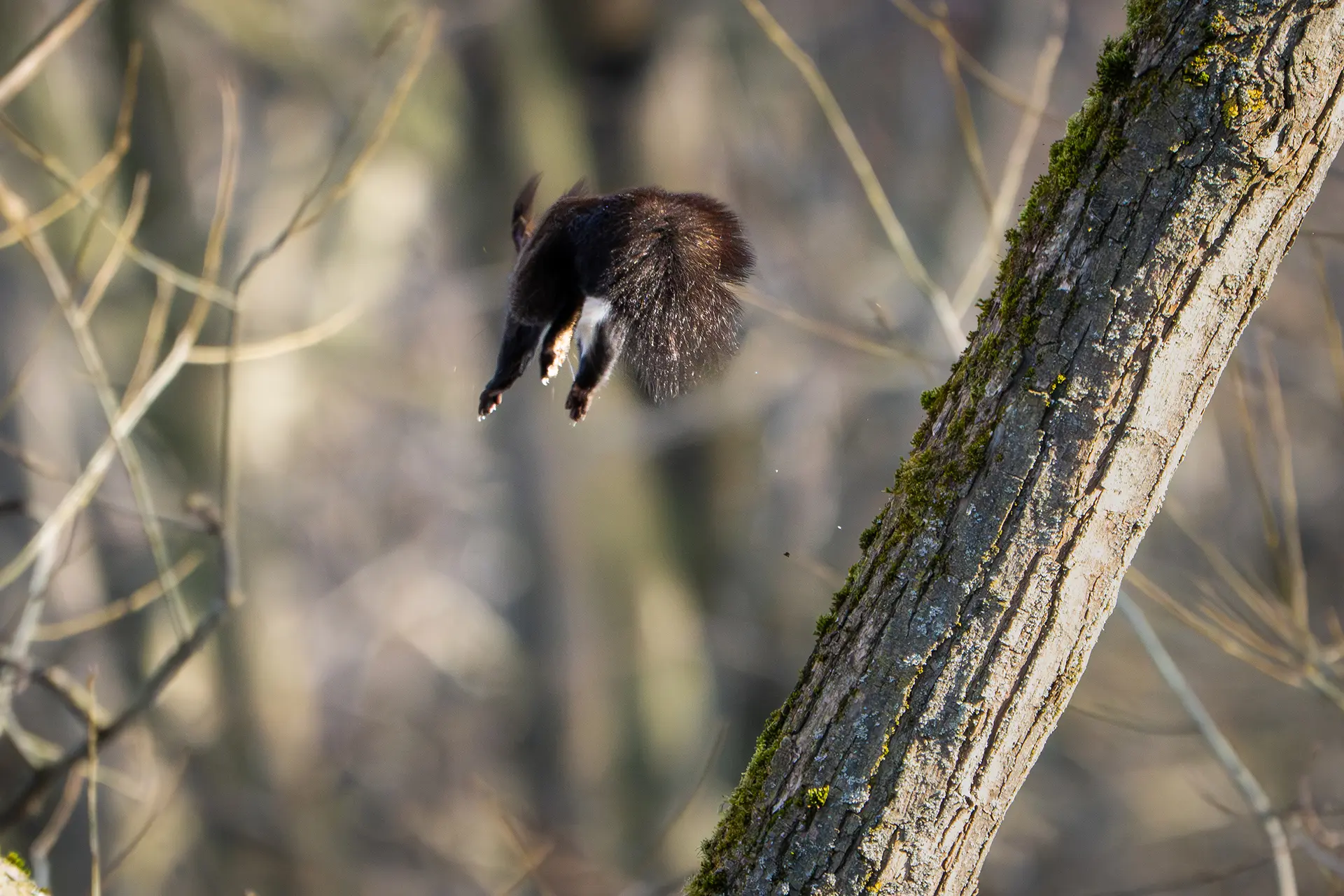 Wejście do karpackiego dworku od strony ogrodu oraz dwa rozłożone leżaki